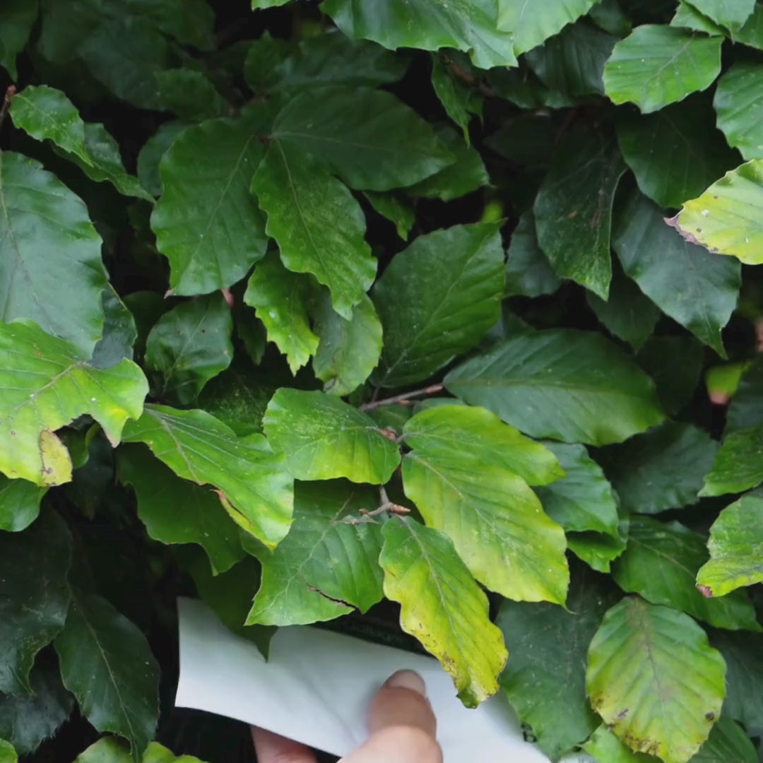 Video, jossa nainen levittää vaaleanpunaista Collagen + Vitamin B12 Kasvonaamiotamme kasvoilleen.