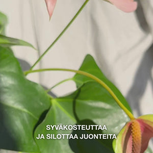Lähikuva kädestä, joka annostelee muutaman tipan silkinpehmeää, kirkasta seerumia lasitiputtimesta sormenpäihin ja hieroo sitä hellästi kosteaan ihoon – kevyt, nopeasti imeytyvä koostumus kosteuttaa välittömästi, tasoittaa juonteita ja rauhoittaa ihoa 2 % hyaluronihapolla, B5-vitamiinilla ja tea‑tree‑öljyllä 