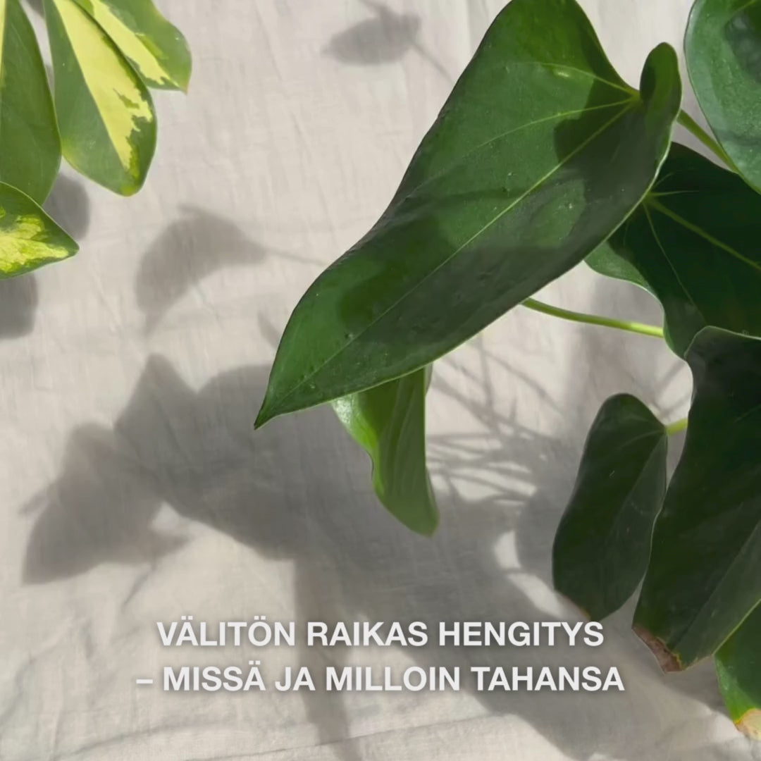 Lähikuva kädestä, joka ravistaa kevyesti kompaktin suusuihkeen pullon ja suihkuttaa hienojakoista, kosteuttavaa sumua kielelle ja ikenille—kevyt, viilentävä sumu raikastaa hengityksen välittömästi, kosteuttaa kuivan suun, rauhoittaa ärsytystä ja jättää mintun raikkaan tunteen.