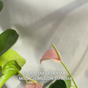 Lähikuva kädestä, joka avaa pehmeän, kosteutetun kasvolapun, jossa on teepuuöljyä, ja pyyhkii sitä hellästi iholle poistaakseen meikin, öljyn ja epäpuhtaudet—näyttää pehmeän koostumuksen ja raikkaan, rauhoittavan vaikutuksen herkälle tai rasvaiselle iholle.