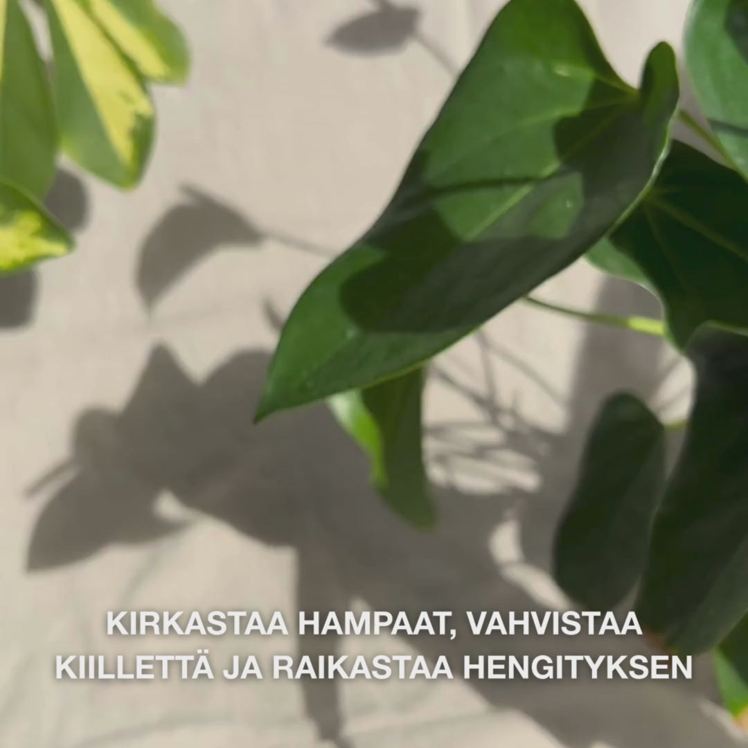 Lähikuva kädestä, joka puristaa herneen verran Whitening Hammas­tahnaa hammasharjaan ja harjaa pyörivin liikkein: hienojakoinen tahna, jossa on hydratoitua piidioksidia (silikaa), aluminaa ja mentolia, poistaa näkyvästi värjäytymiä, vahvistaa hammaskiillettä ja jättää raikkaan hengityksen 